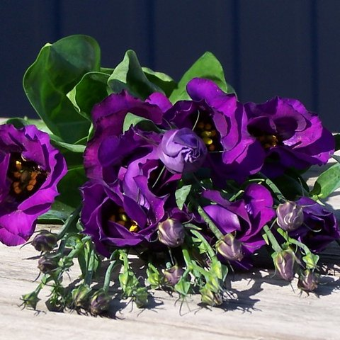 colorado-deep-purple