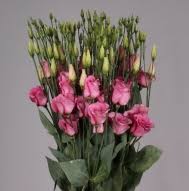 images (1)