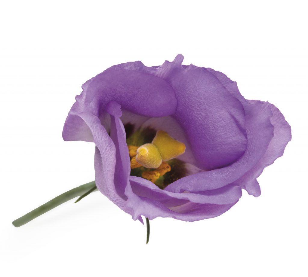 Piccolo-Lavendel-1024x922