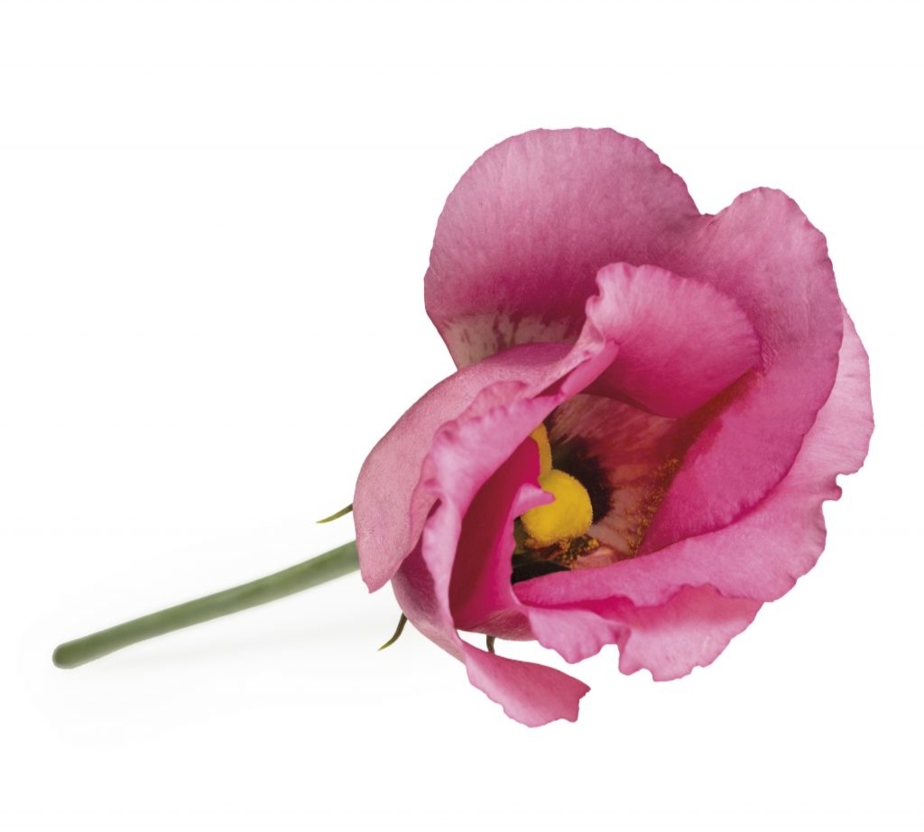 Piccolo-Rose-1024x922