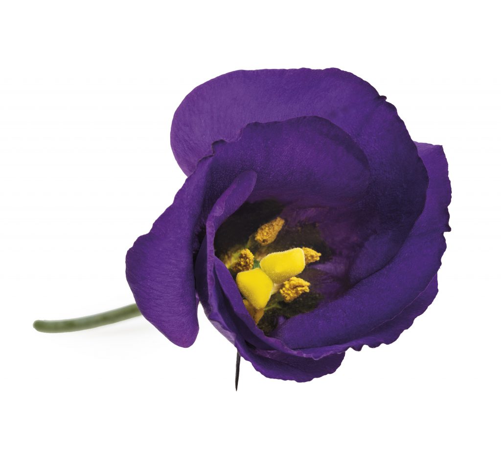 Piccolo-Violet-1024x922