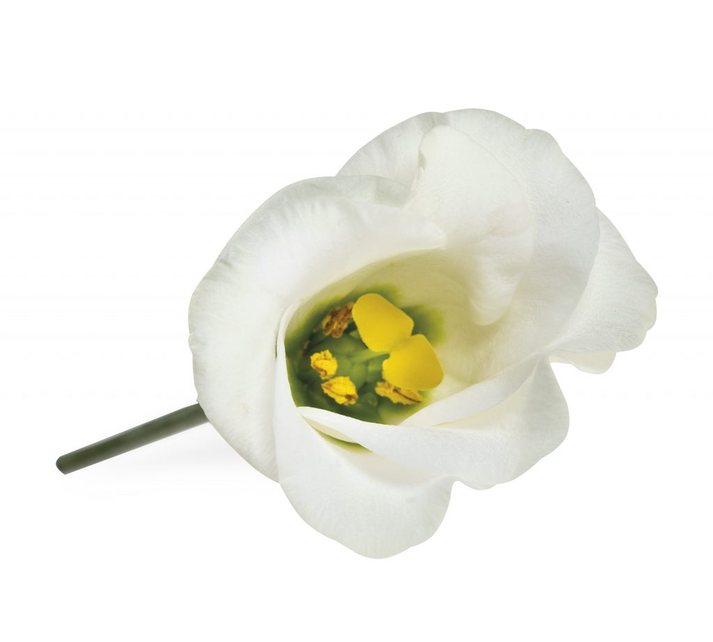 Piccolo-White-1024x922