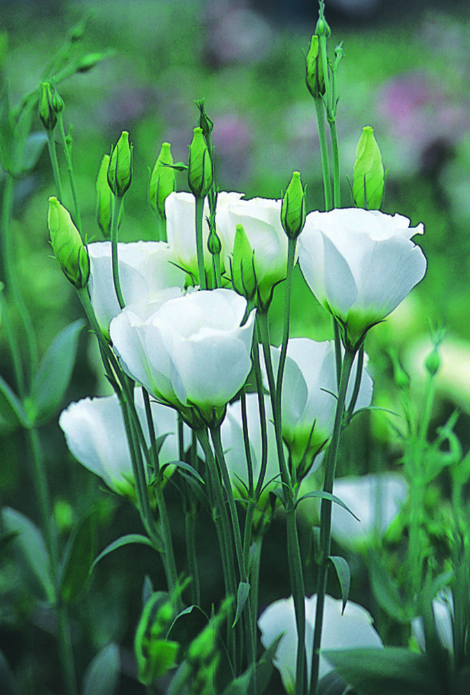 Lisianthus-grandiflorum-Vulcan-2-White_17935_1