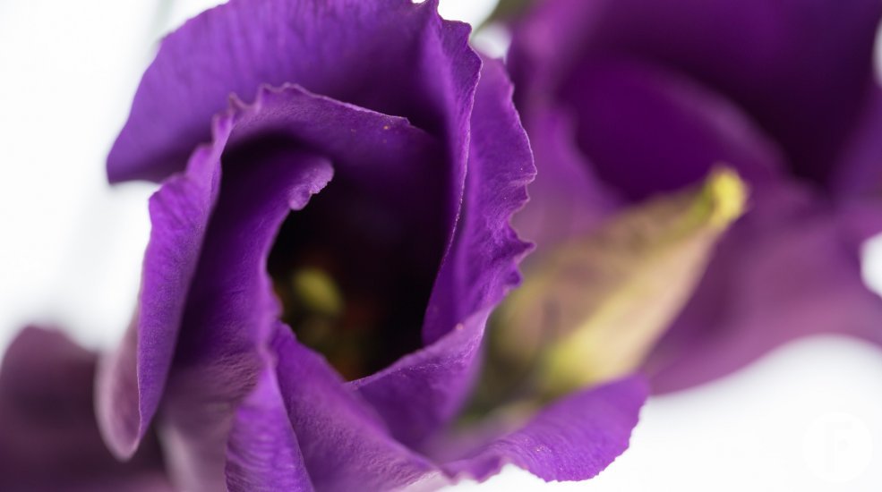 SRGB23a-Lysianthus-Piccolo-Violet
